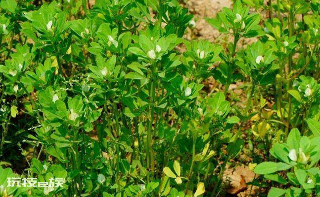 香草是什么植物(苦豆的特点及作用介绍)-图片5